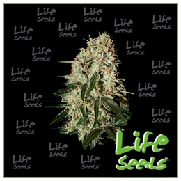 Auto Amnesia Haze | Life Seeds